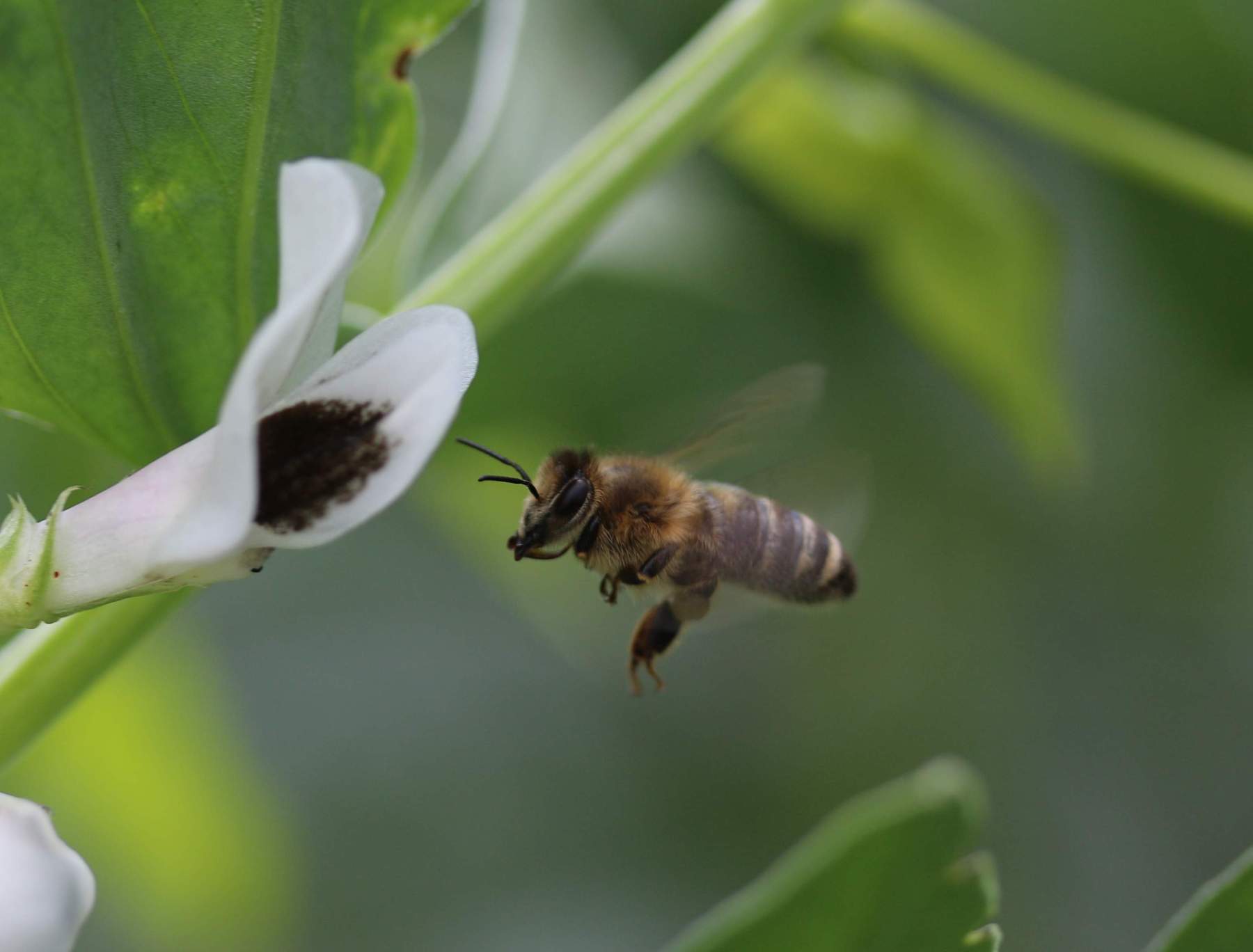 Biene fliegt auf die Blüte der Ackerbohne Biene fliegt auf die Blüte der Ackerbohne