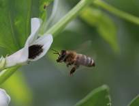 Biene fliegt auf die Blüte der Ackerbohne Biene fliegt auf die Blüte der Ackerbohne