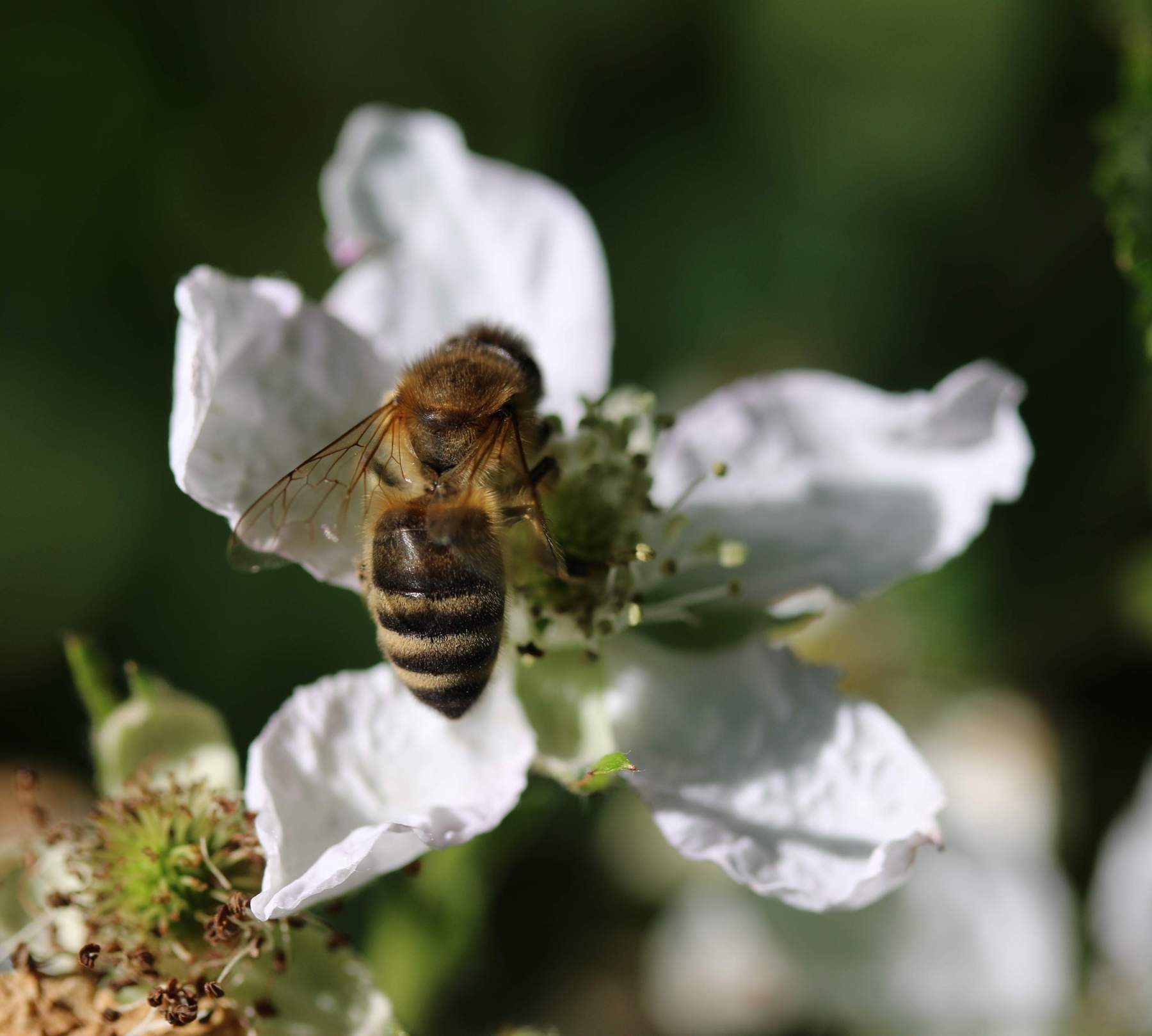 Biene auf Brombeerblüte Biene auf Brombeerblüte