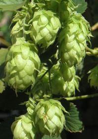 Hopfendolde Hopfendolde