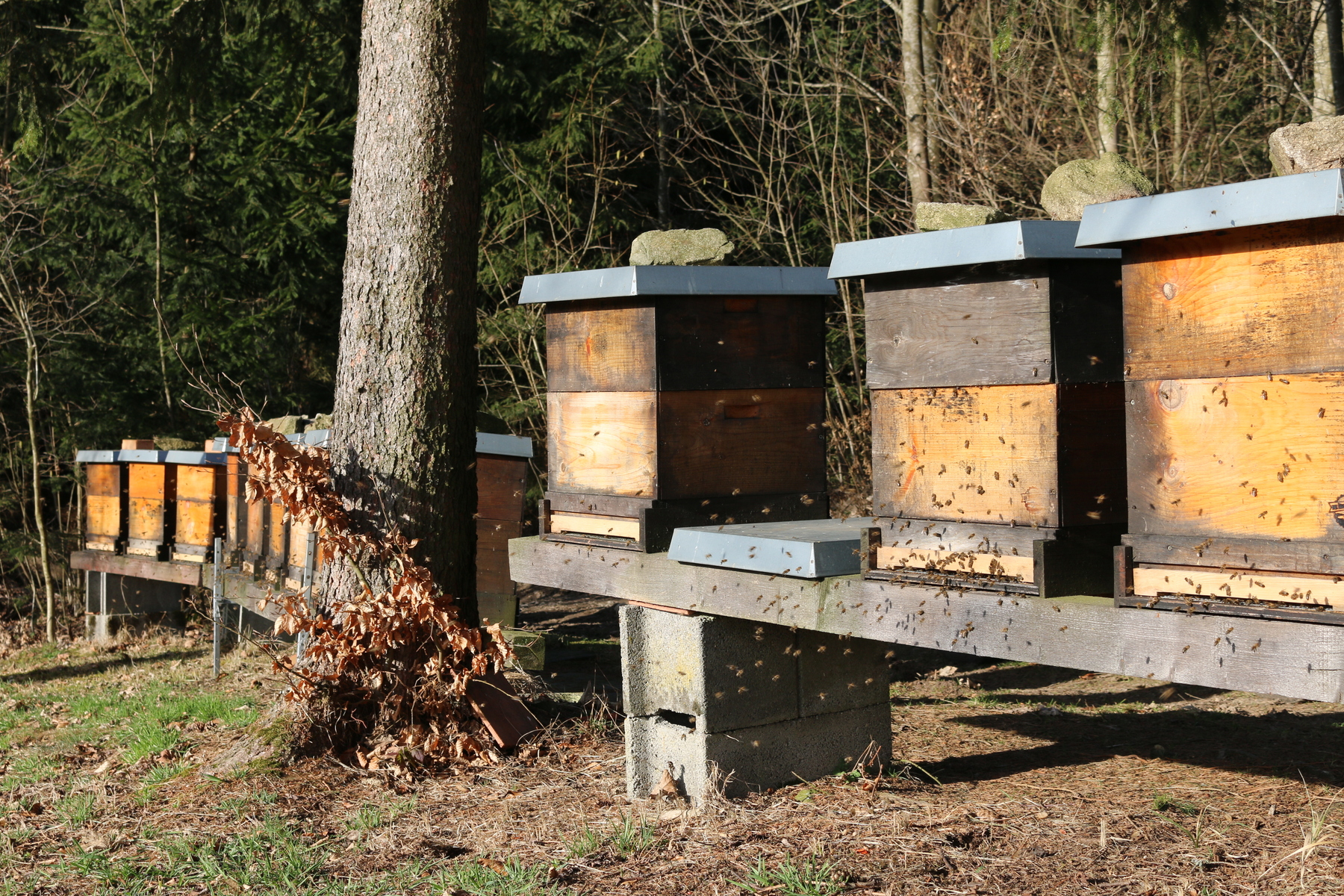 Bienen in der Lage Fakenstein
