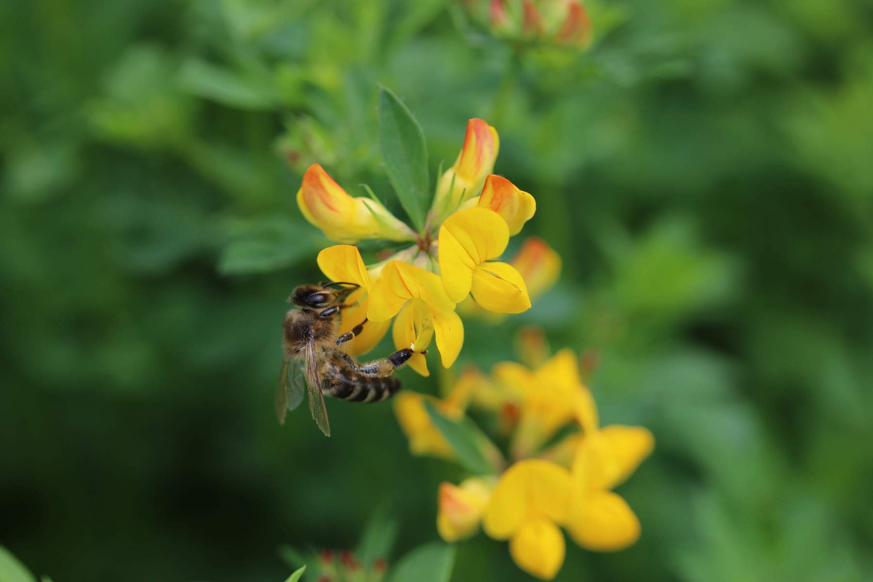 Biene auf Hornklee Biene auf Hornklee
