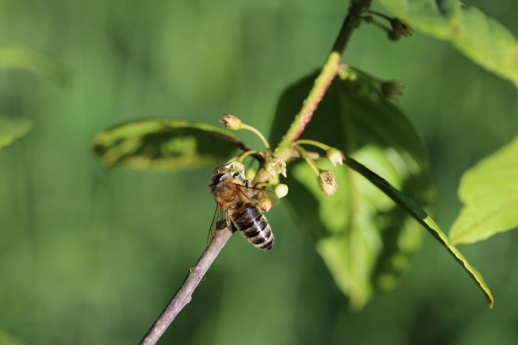 Biene auf Faulbaumblüte