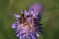 Biene auf Witwenblume Biene auf Witwenblume