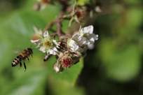 Biene fliegt auf Brombeer-Blüte