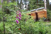 Bienen im Böhmerwald Bienen im Böhmerwald