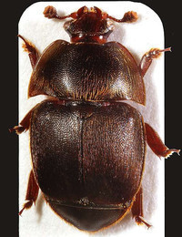 Kleiner Beutenkäfer Kleiner Beutenkäfer