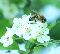 Biene auf Weißdorn.jpg