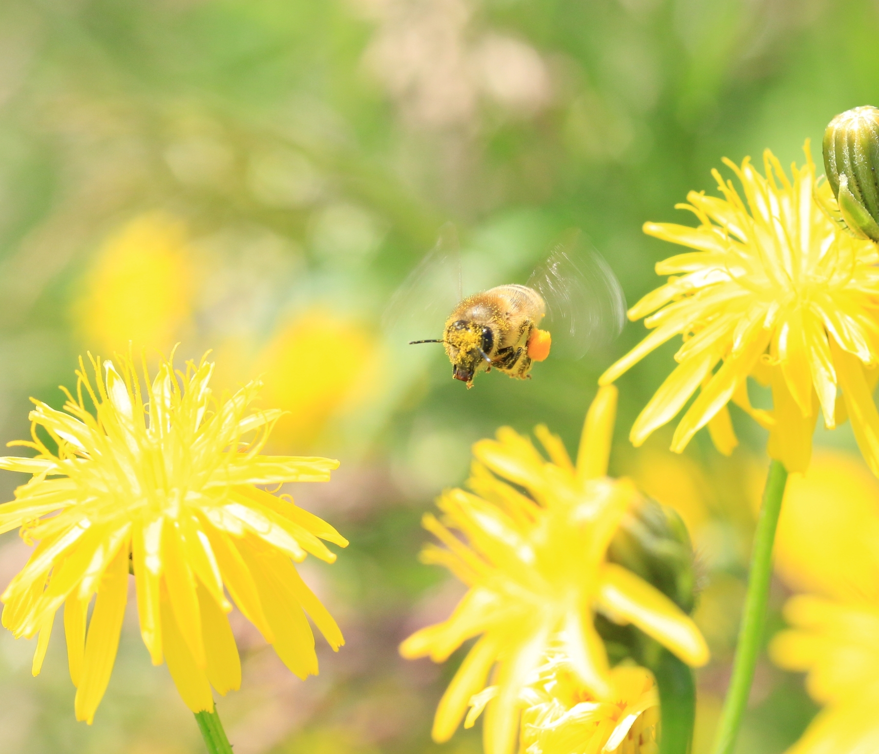 Biene auf Wiesenpippau