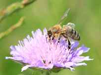 Biene auf Witwenblume