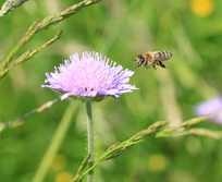 Biene fliegt auf Witwenblume
