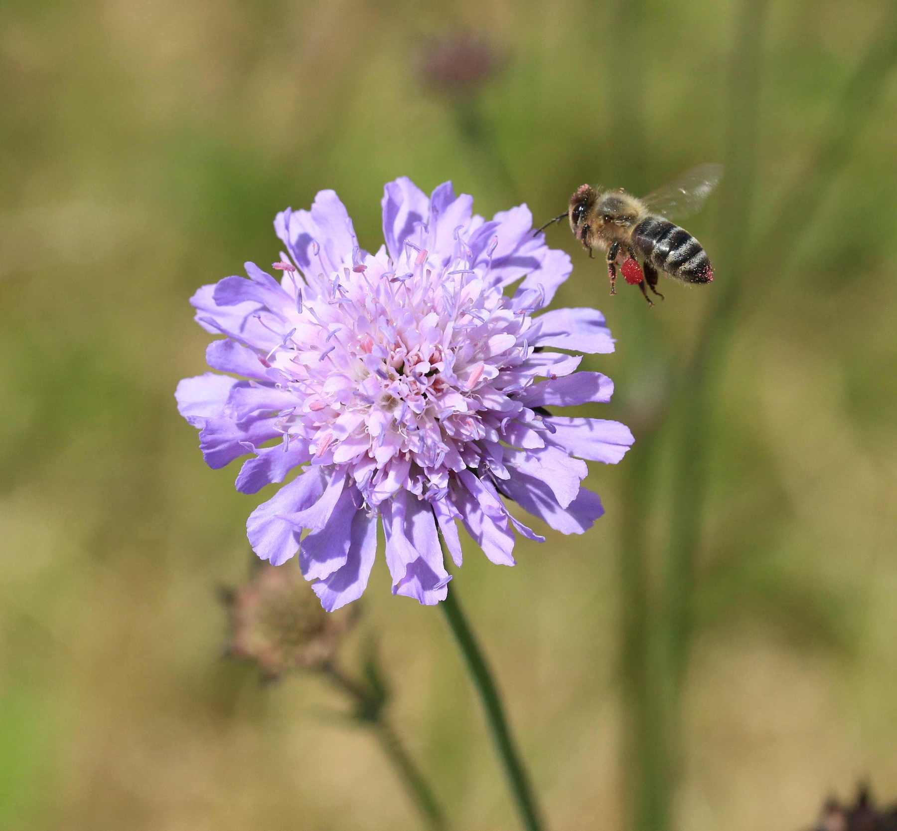 Pollensammelnde Biene fliegt auf Witwenblume Pollensammelnde Biene fliegt auf Witwenblume