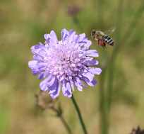 Pollensammelnde Biene fliegt auf Witwenblume Pollensammelnde Biene fliegt auf Witwenblume