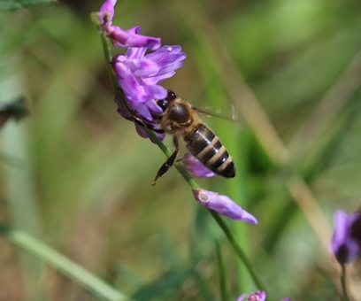 Honigbiene auf Zottelwicke