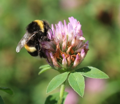 Hummel auf Rotklee Hummel auf Rotklee