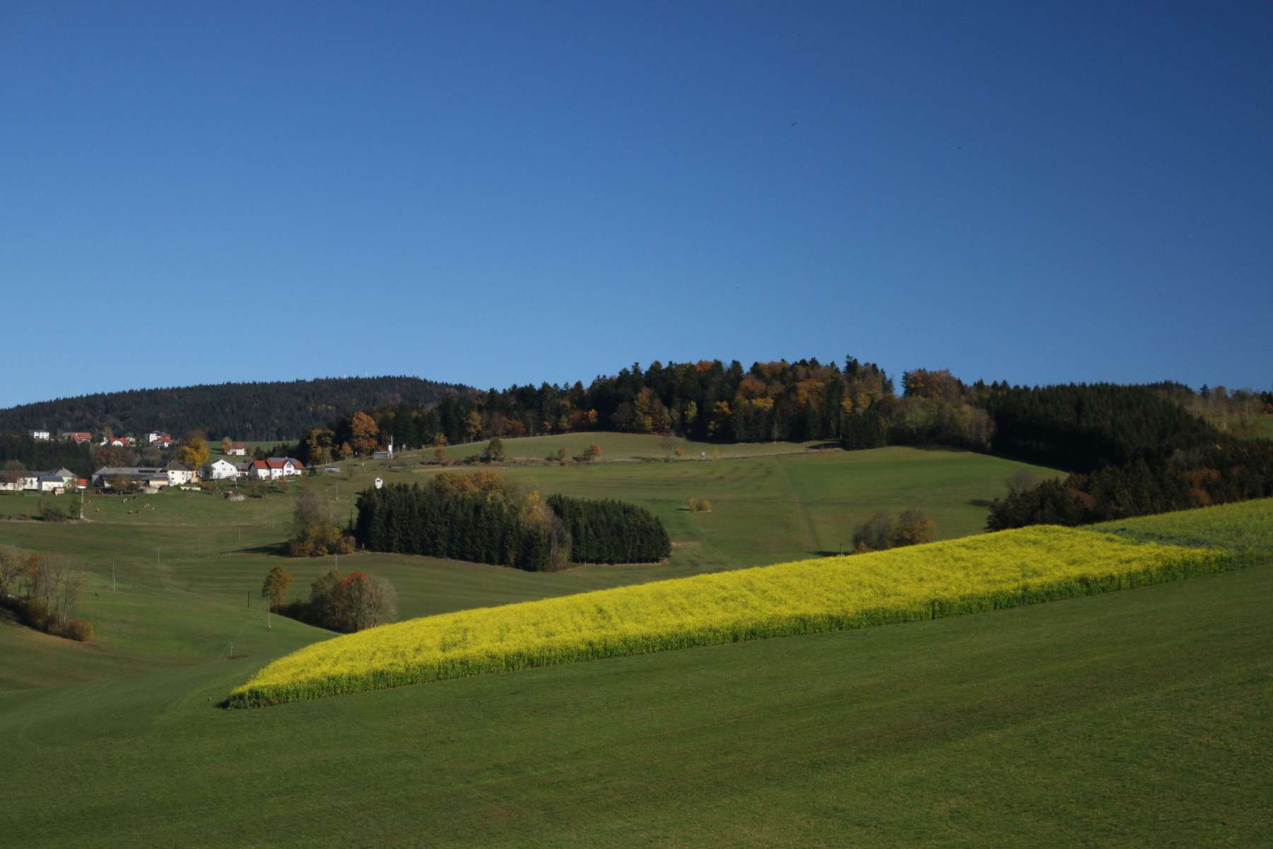 Zwischenfrucht Senf; 31.10.2015; Zwischenfrucht Senf; 31.10.2015;