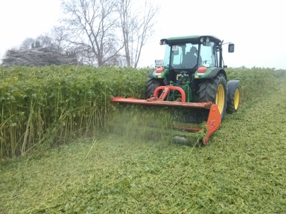Häckseln von Senf vor der Blüte Häckseln von Senf vor der Blüte
