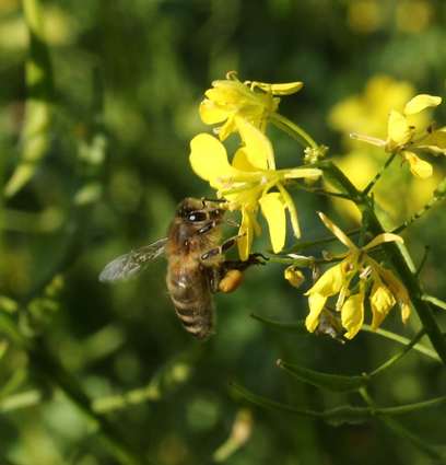 Biene mit Pollenhöschen sammelt Nektar