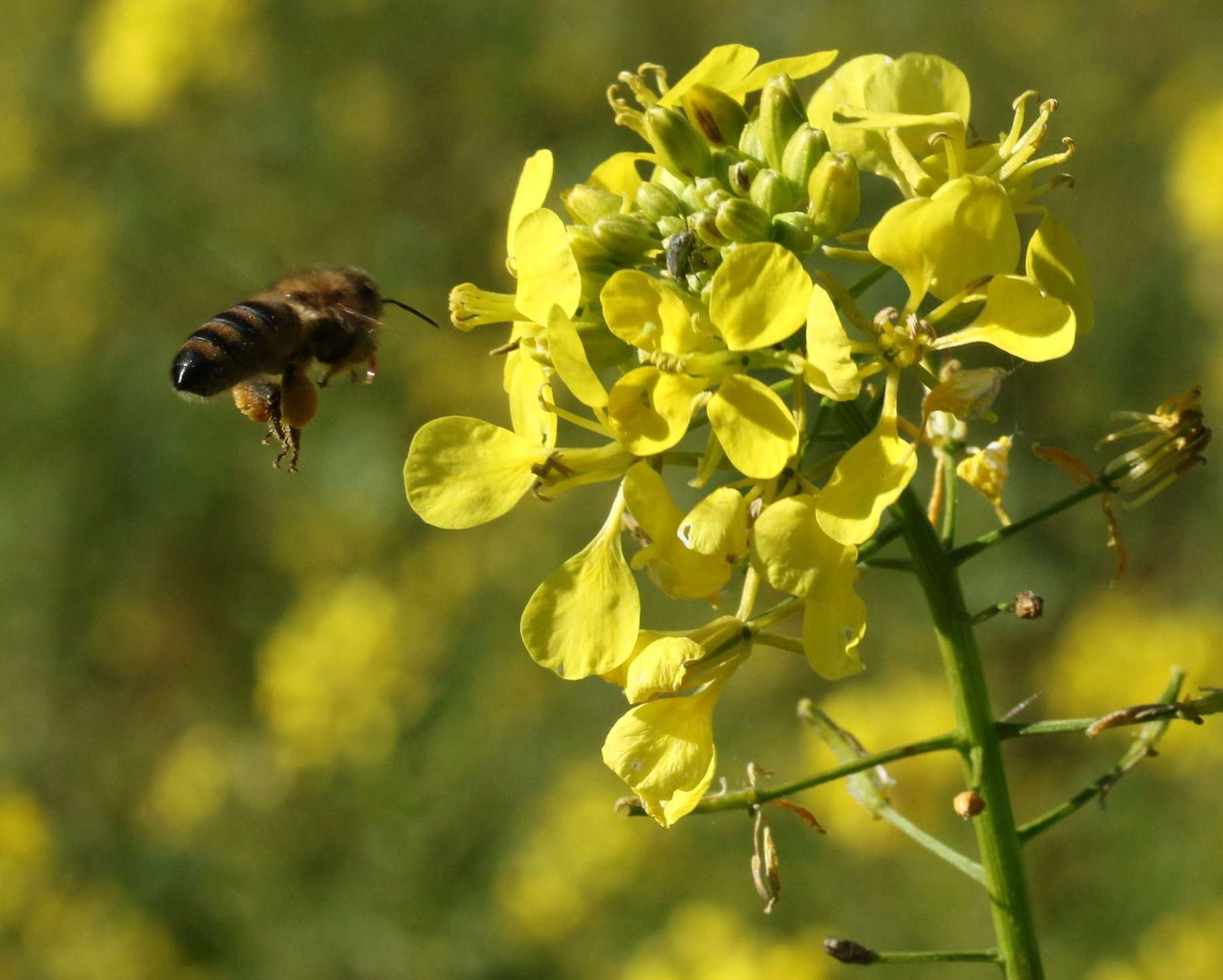 Biene sammelt Pollen auf Senf