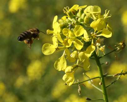Biene sammelt Pollen auf Senf Biene sammelt Pollen auf Senf