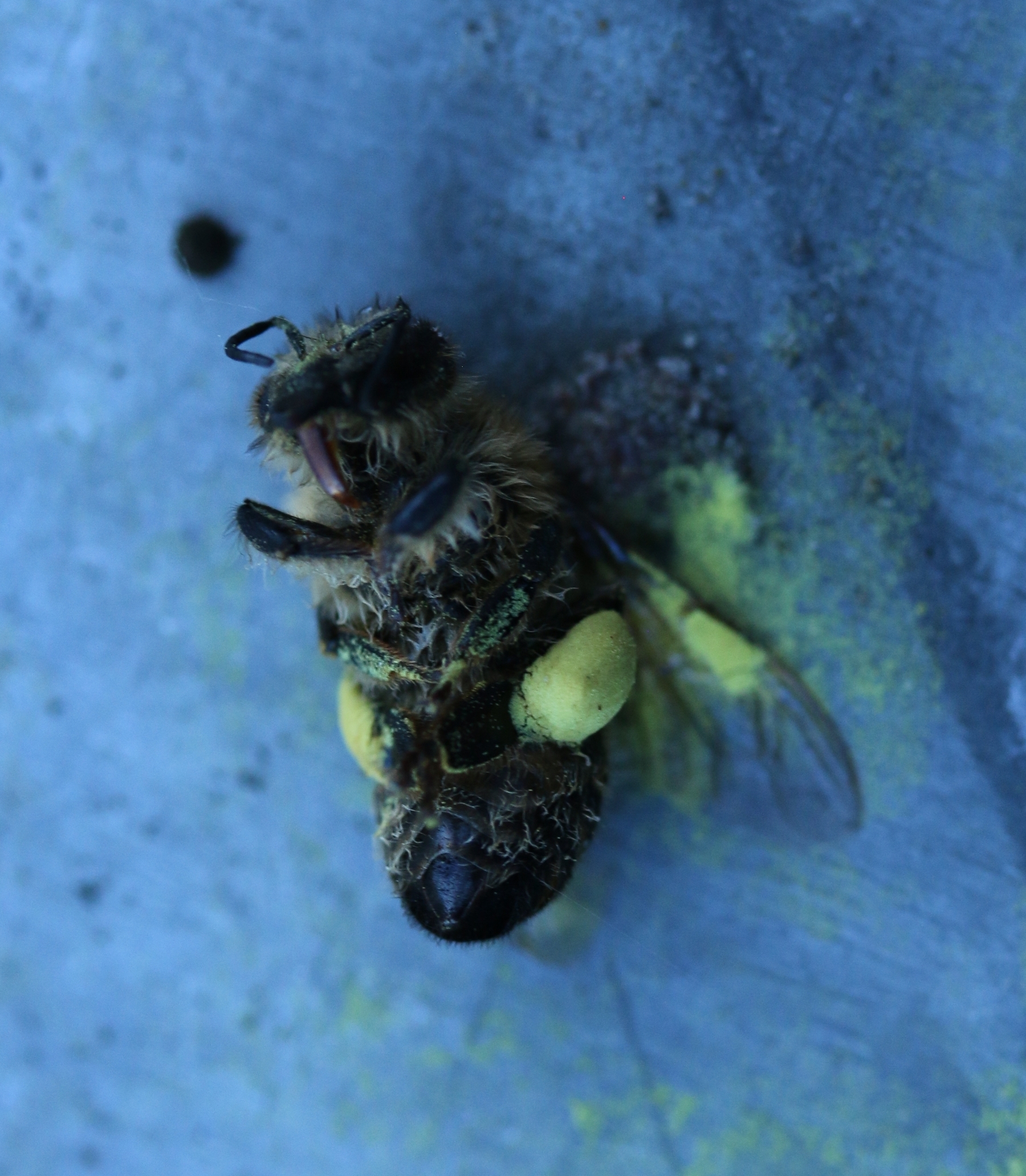 Tote Trachtbiene mit Pollen.