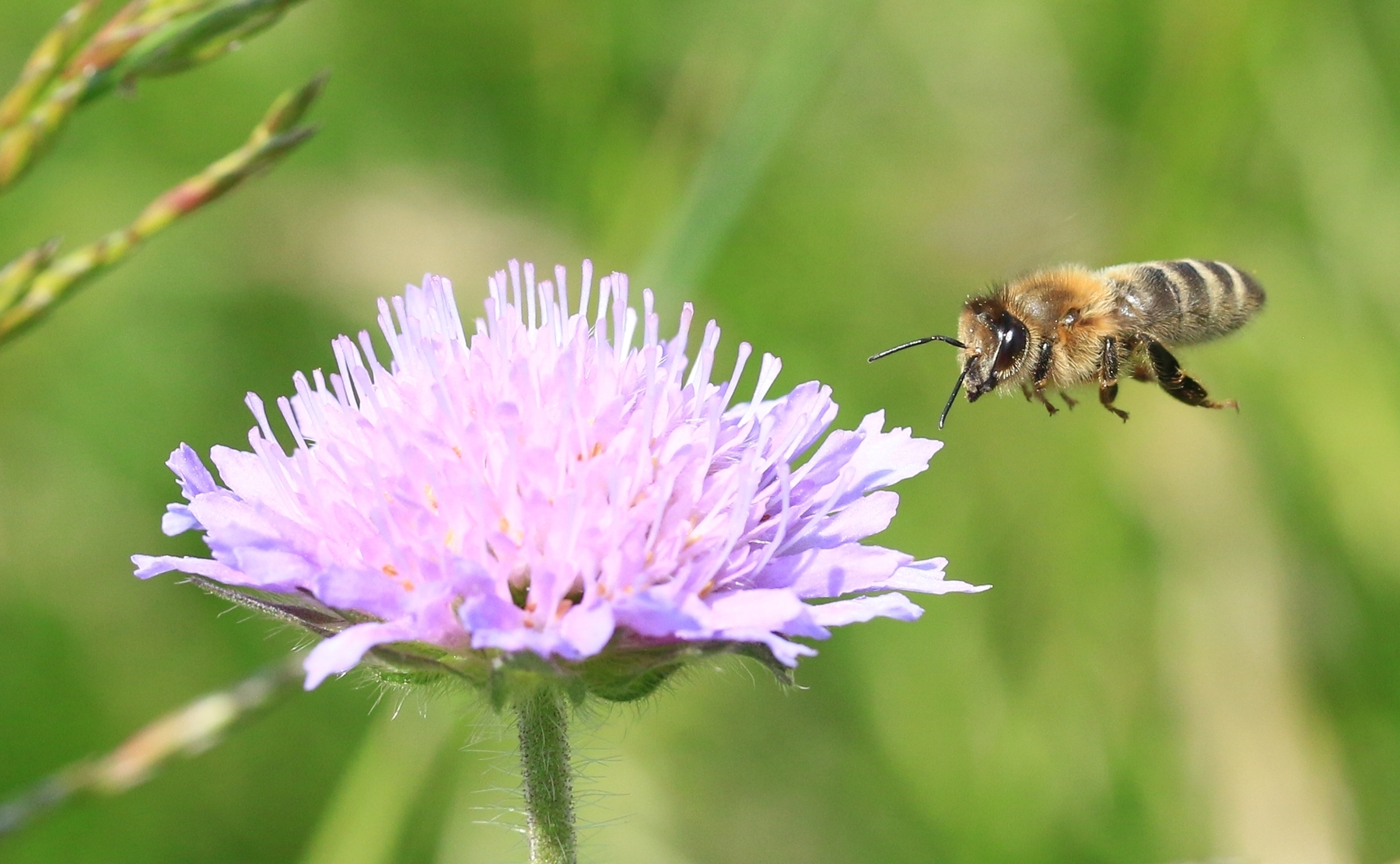 Biene fliegt auf Witwenblume