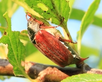 Maikäfer auf Zwetschke Maikäfer auf Zwetschke