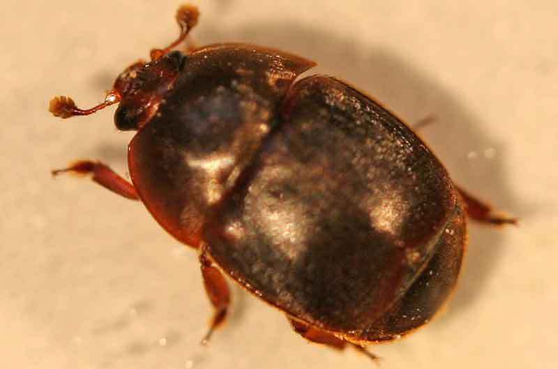 Der Kleine Beutenkäfer Der Kleine Beutenkäfer