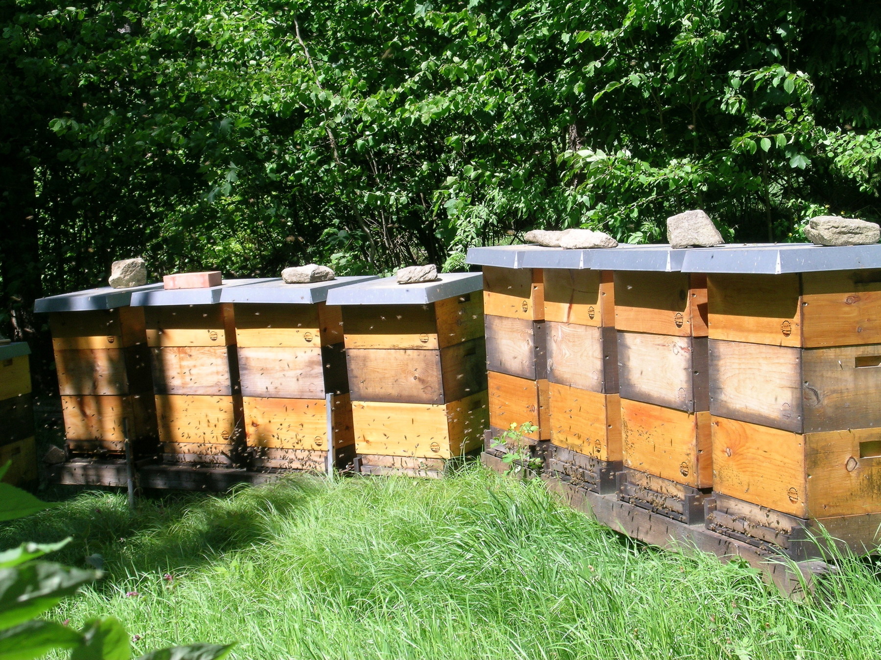 Bienenstand Bienenstand