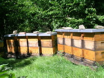Bienenstand Bienenstand