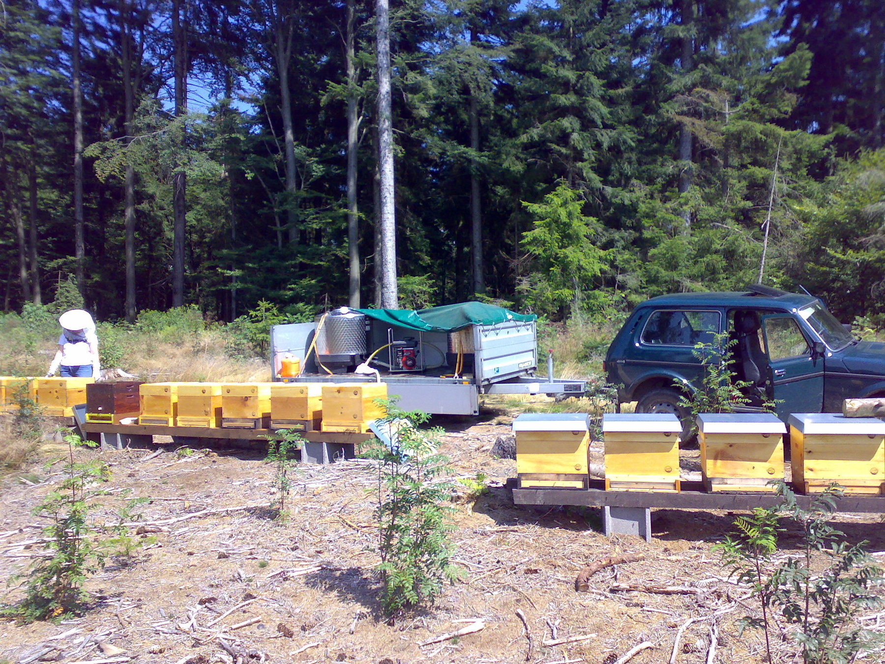 Fütterung der Bienen im August