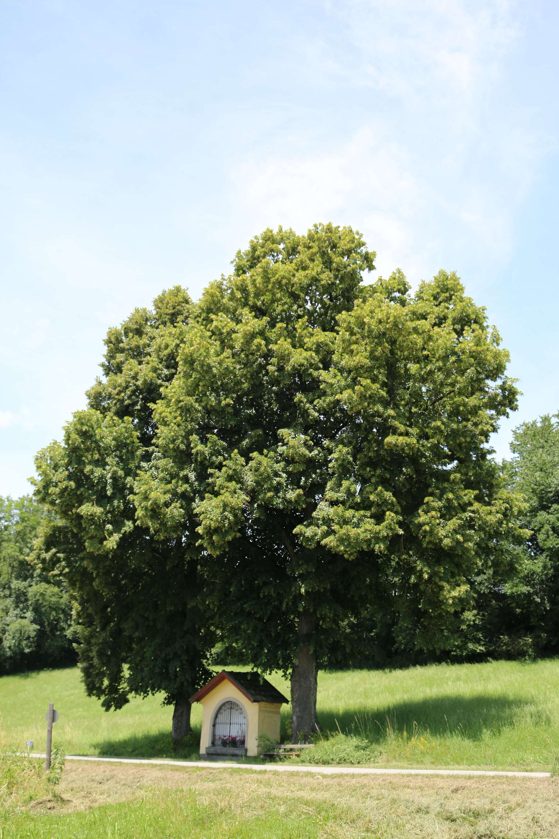 Kapelle unter Sommerlinden Kapelle unter Sommerlinden