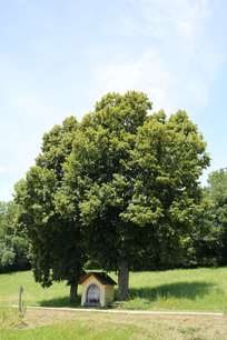 Kapelle unter Sommerlinden Kapelle unter Sommerlinden