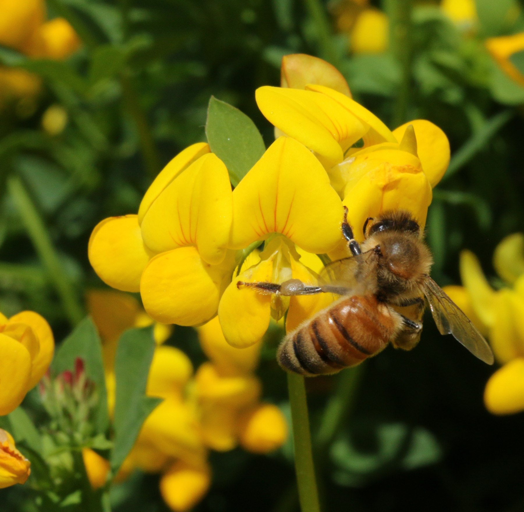 Biene sammelt auf Hornklee