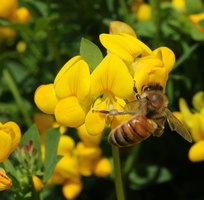 Biene sammelt auf Hornklee Biene sammelt auf Hornklee