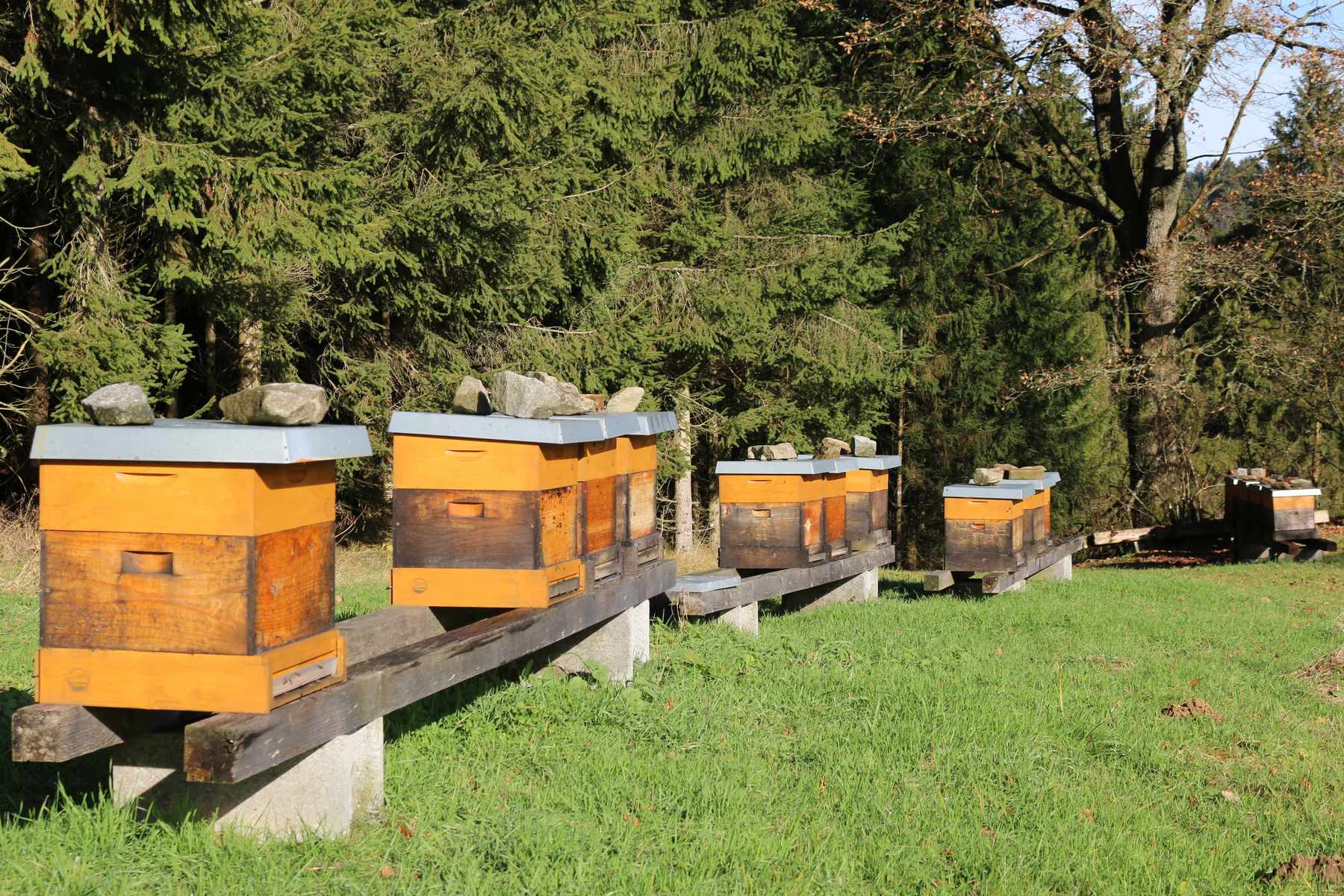 Sonniger Spätherbst am Bienenstand
