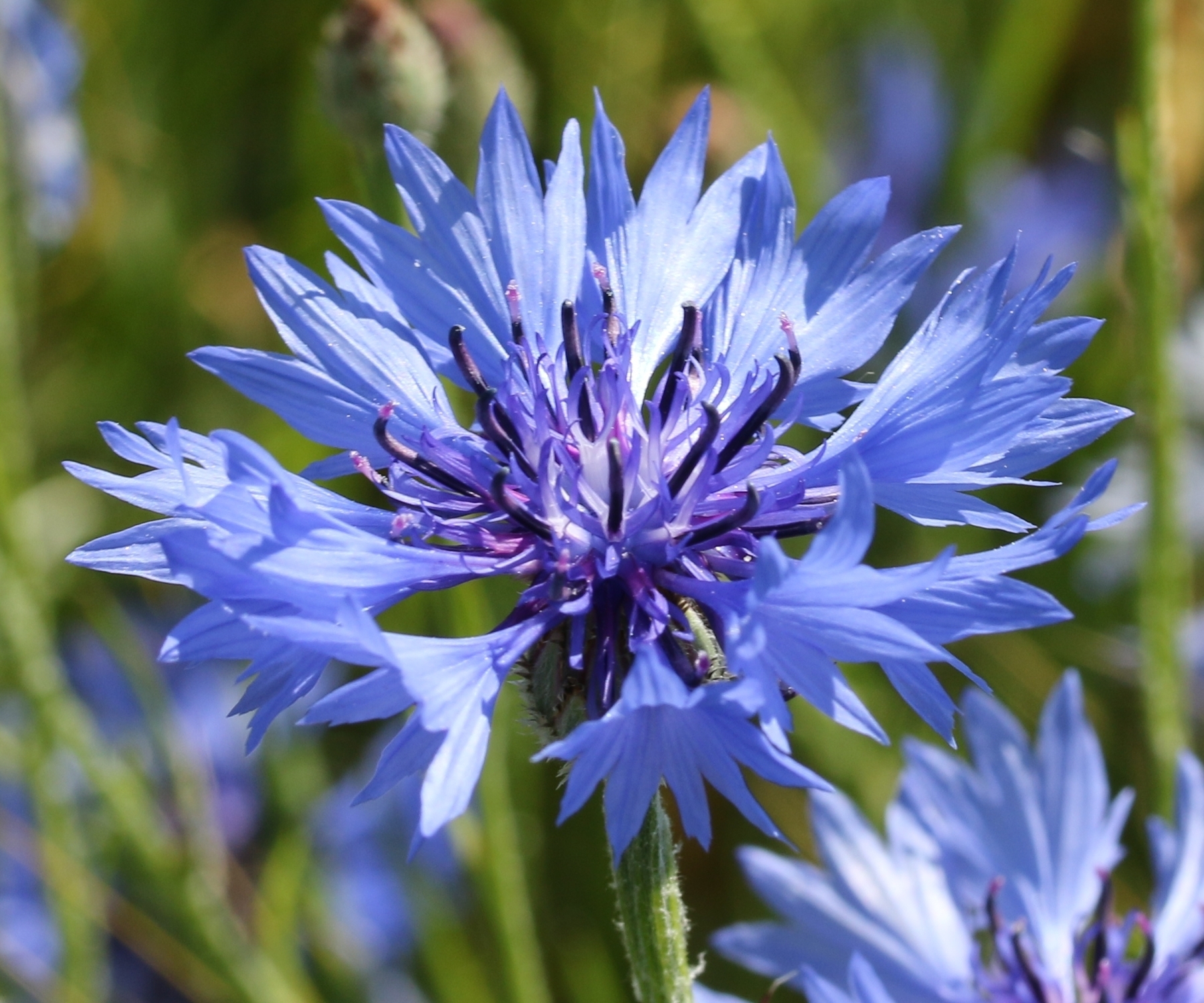 Kornblume Kornblume