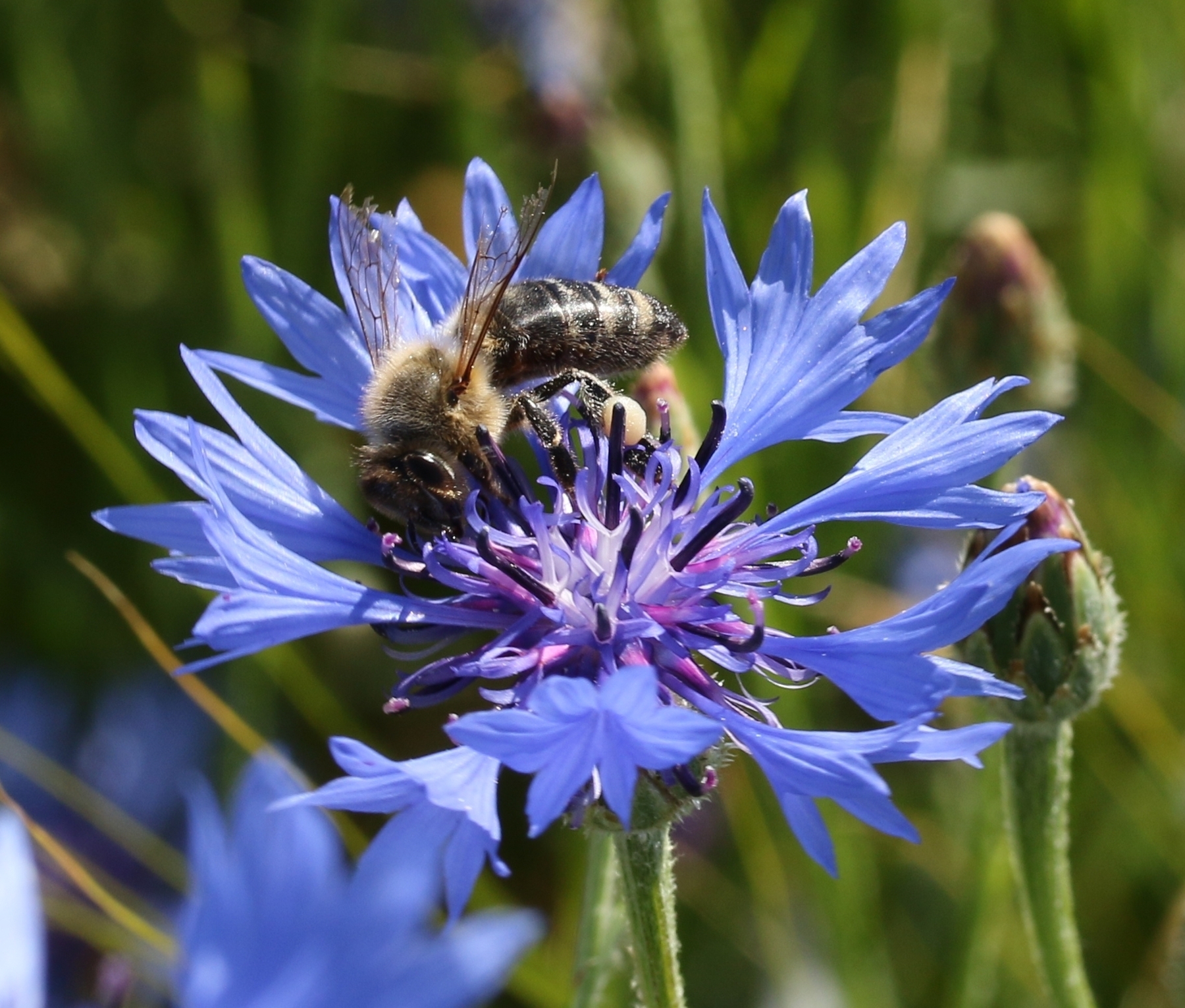 Biene sammelt Pollen auf Kornblume