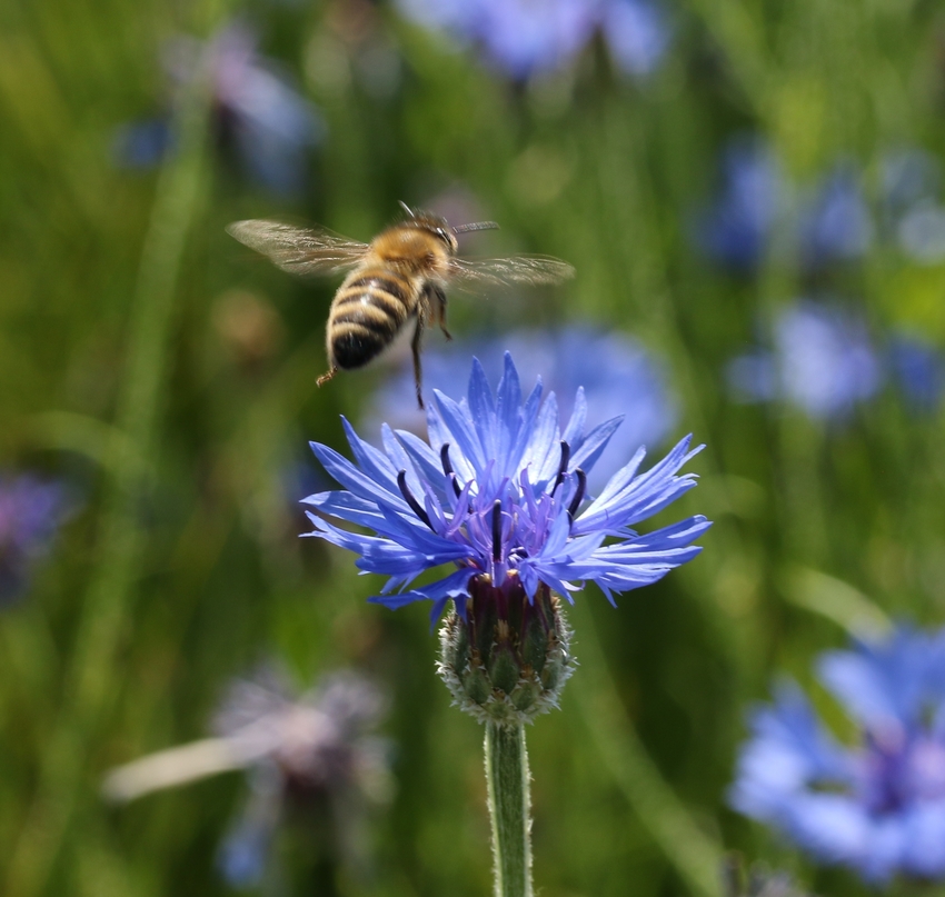 Biene fliegt zur nächsten Kornblumenblüte Biene fliegt zur nächsten Kornblumenblüte