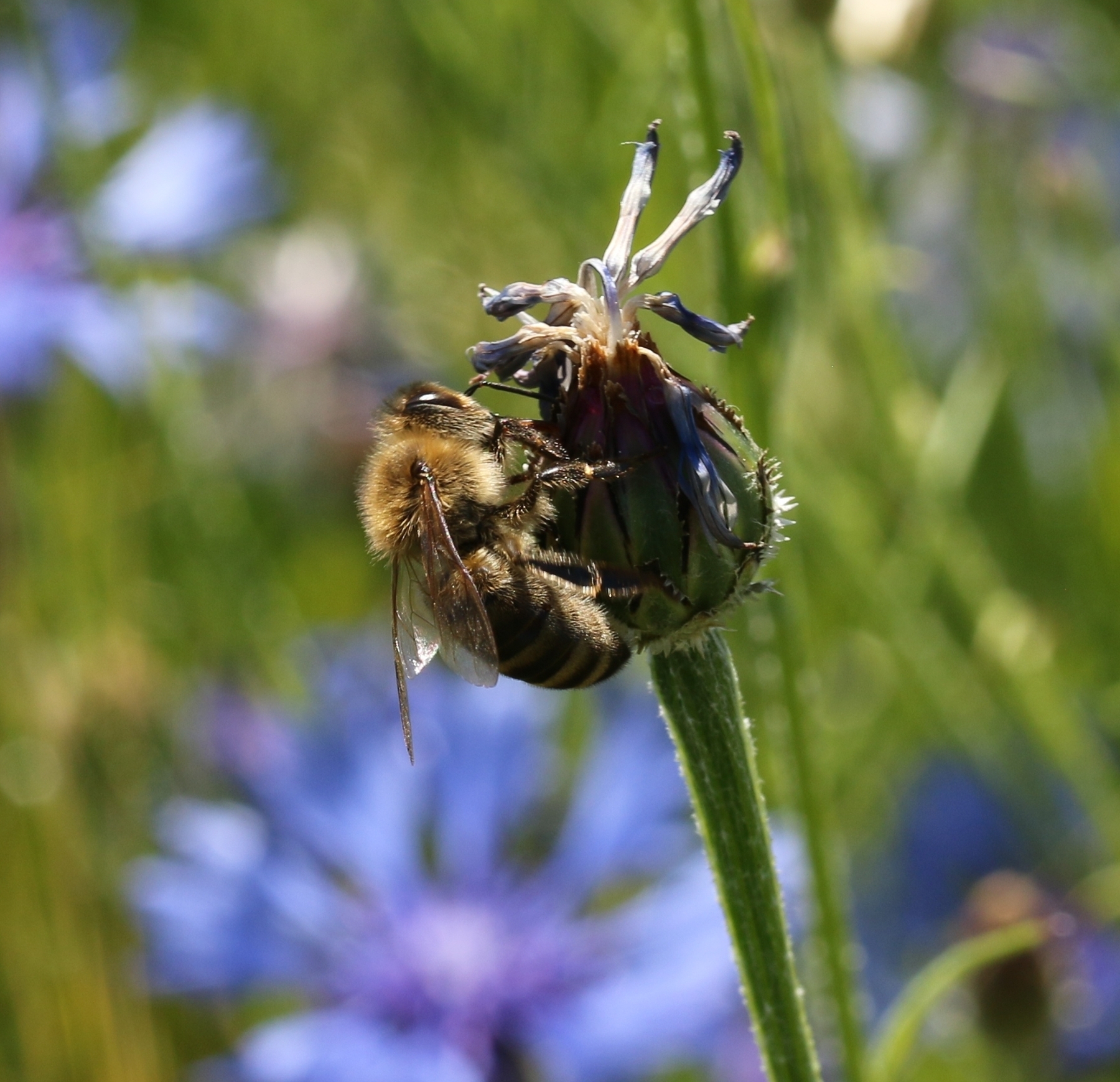 Biene sammelt Nektar auf verblühter Kornblume Biene sammelt Nektar auf verblühter Kornblume