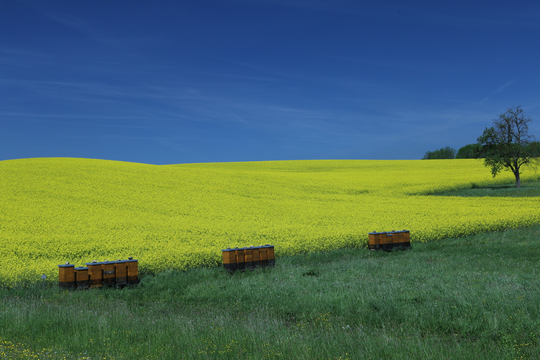 Bienen bestäuben den Raps und sammeln fleißig Nektar für den Rpashonig.