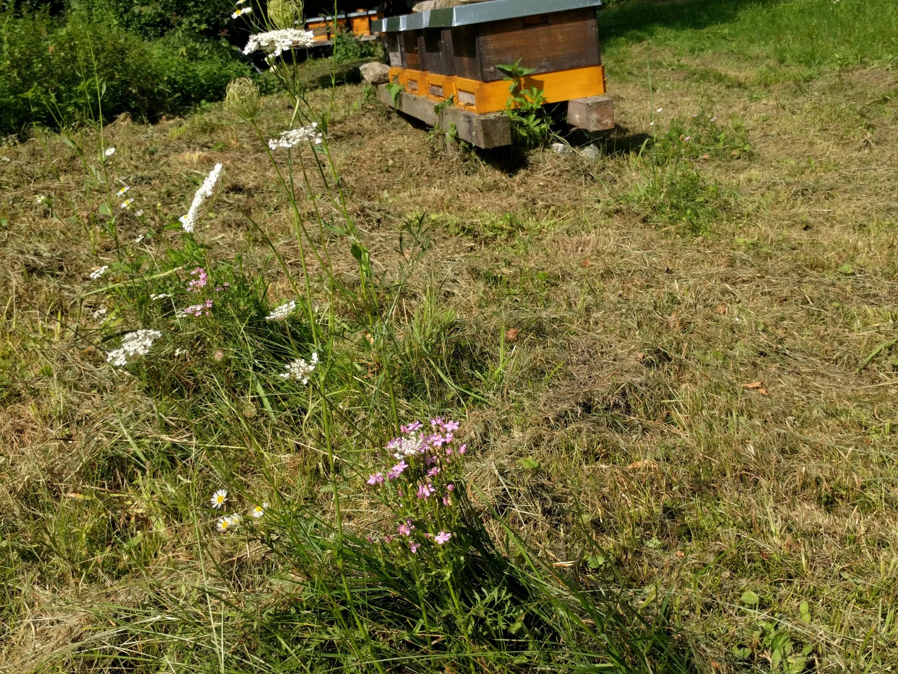 Tausengüldenkraut Am Weinweg.jpg Tausengüldenkraut Am Weinweg.jpg