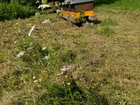 Tausengüldenkraut Am Weinweg.jpg Tausengüldenkraut Am Weinweg.jpg