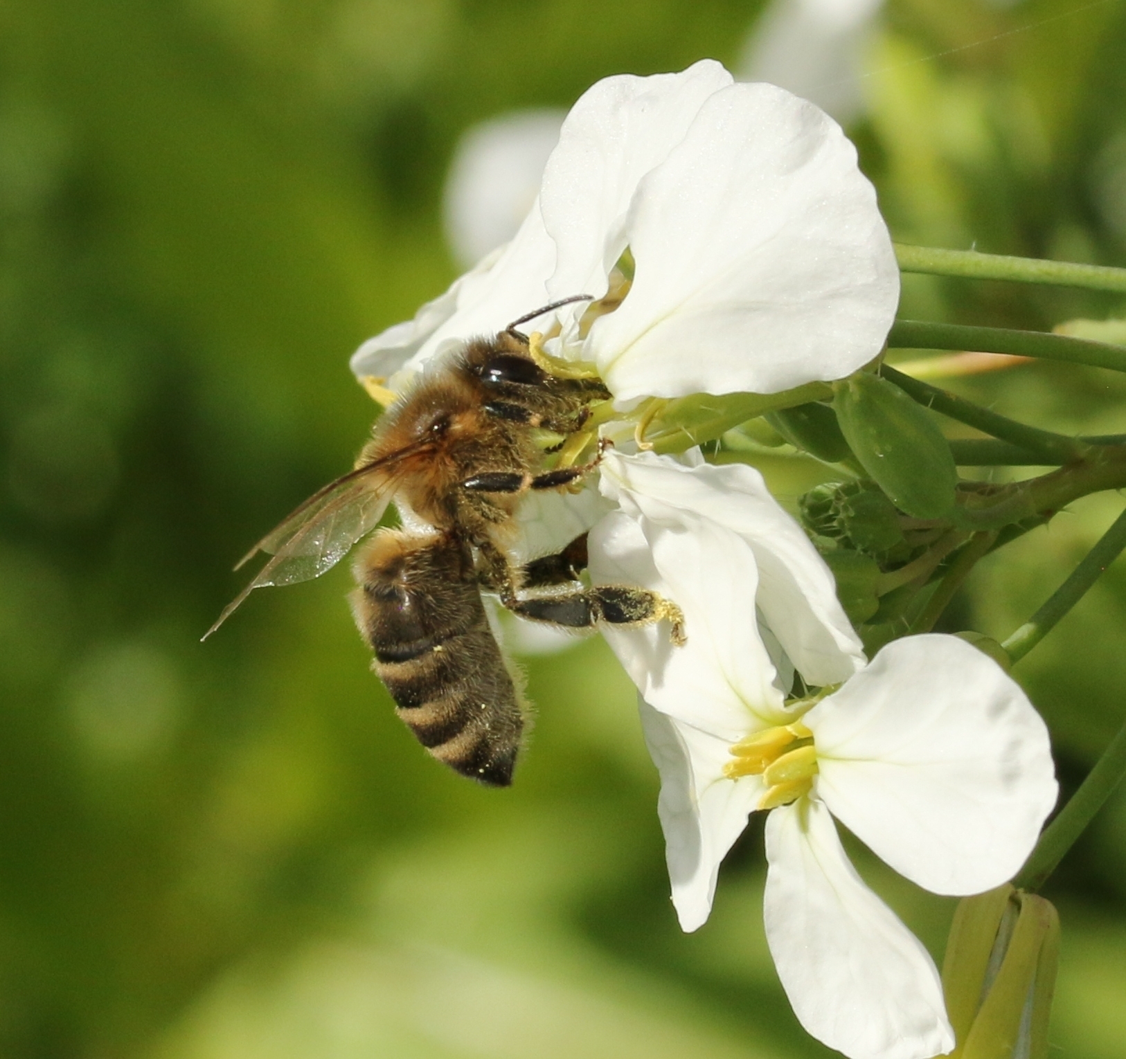 Biene fliegt auf Zwischenfrucht Ölrettich Biene fliegt auf Zwischenfrucht Ölrettich