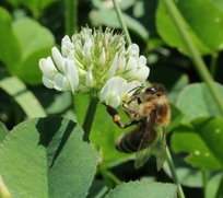 Biene auf Weißklee Biene auf Weißklee