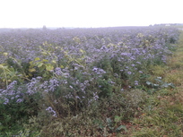 Phacelia in Vollblüte am 2. November 2018 Phacelia in Vollblüte am 2. November 2018