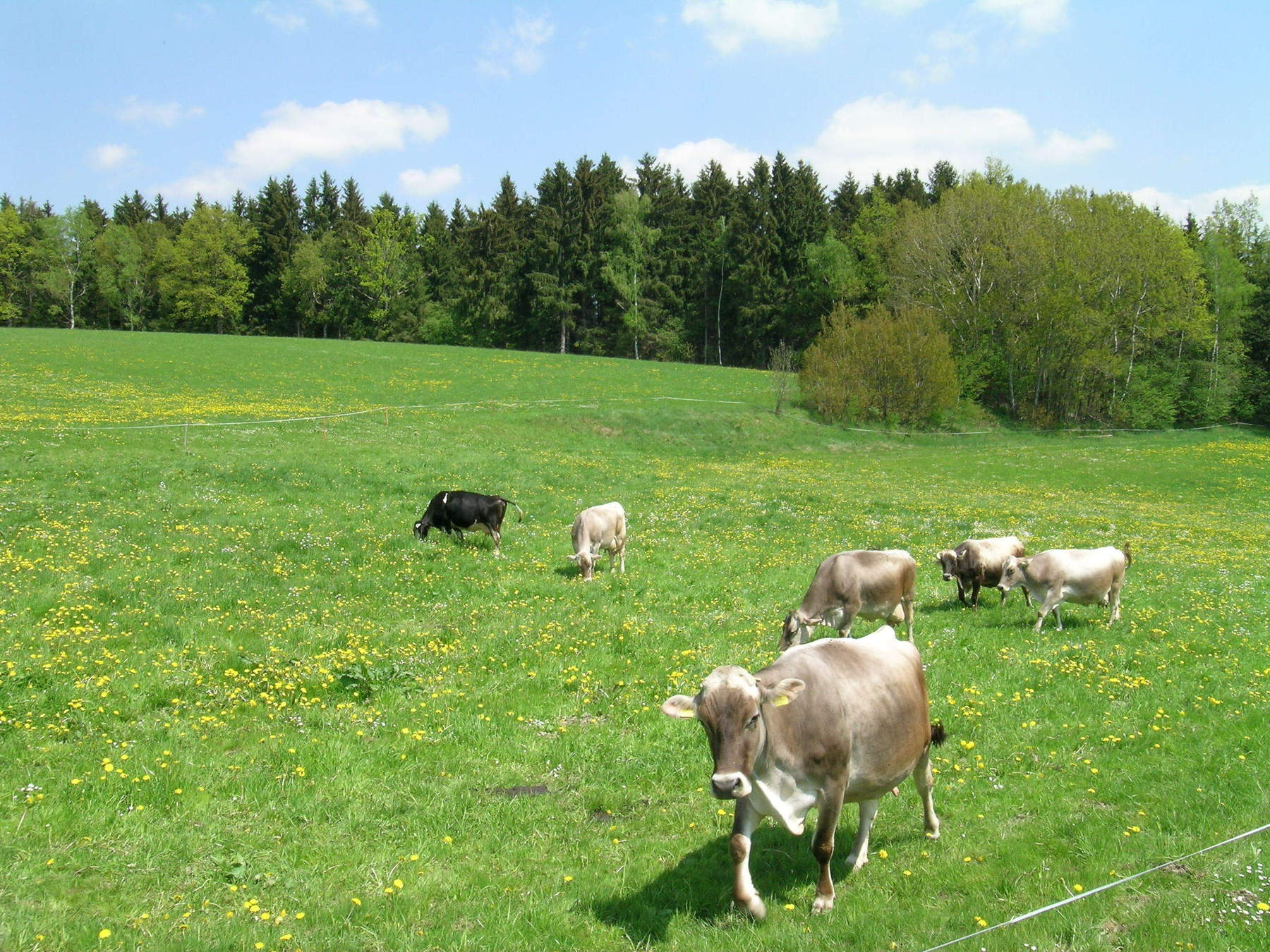 Kühe auf der Weide Kühe auf der Weide