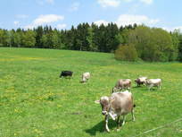Kühe auf der Weide Kühe auf der Weide