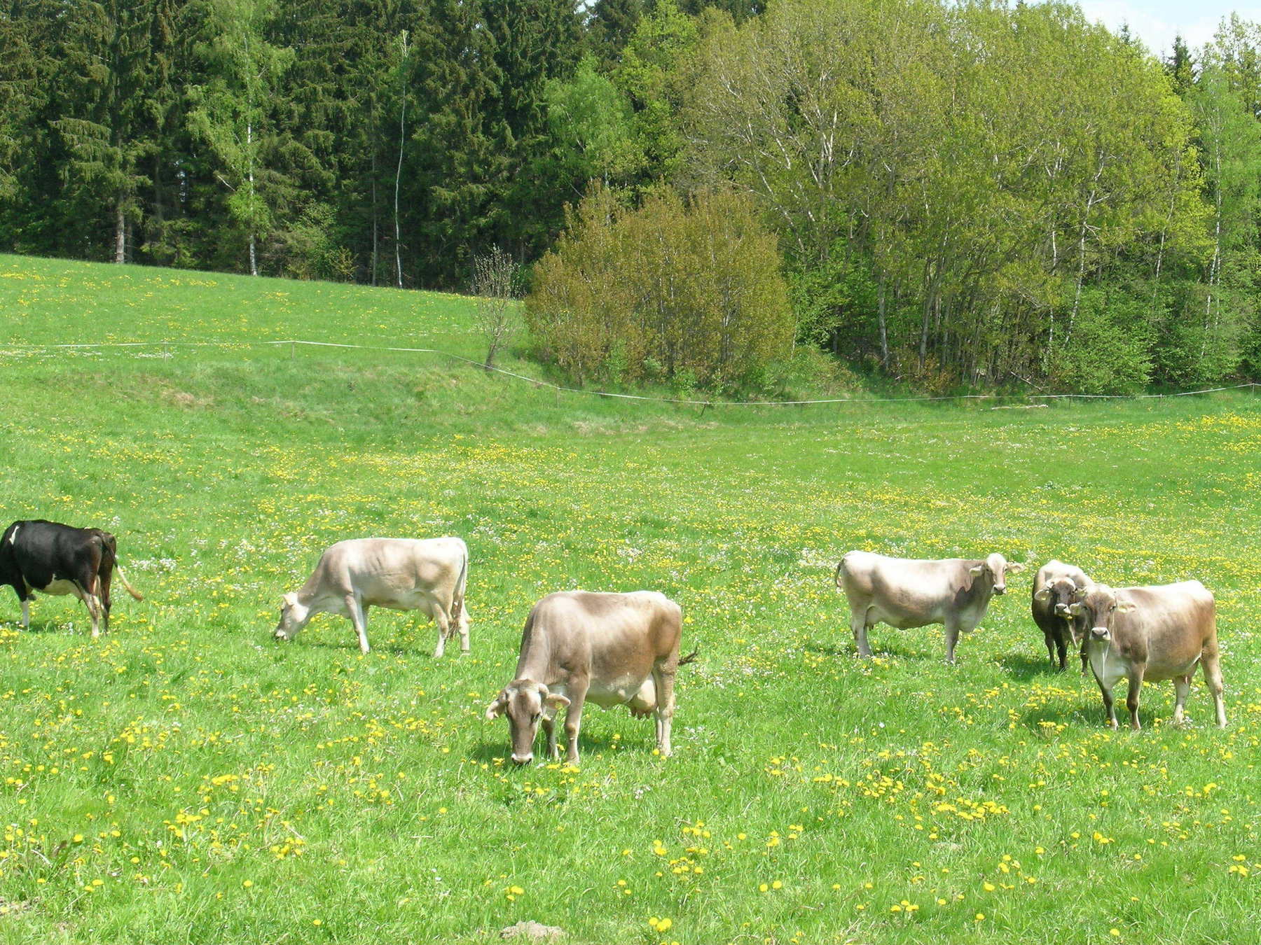 Kühe auf der Frühjahrsweide