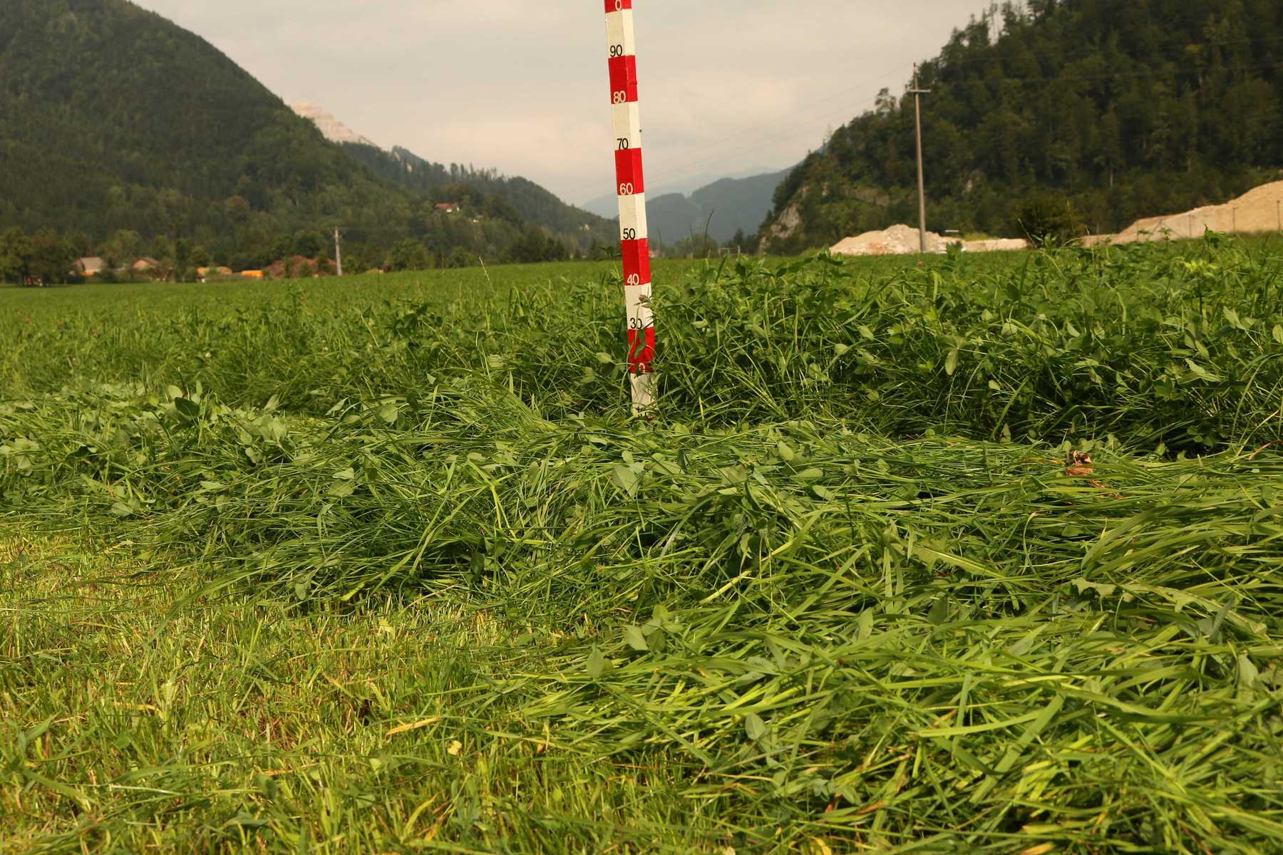 5-Schnittgrünland auf Schotteruntergrund, 4. Schnitt am 23. August 2019 (Sanierung im August 2018) 5-Schnittgrünland auf Schotteruntergrund, 4. Schnitt am 23. August 2019 (Sanierung im August 2018)